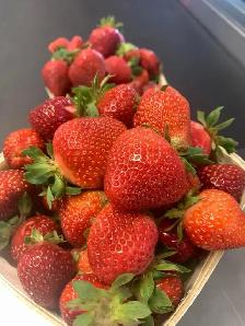 Commercial Strawberry Picking Job Opportunity