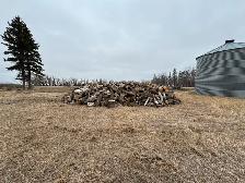 seasoned Manitoba maple