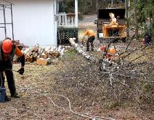 $20/h yard work