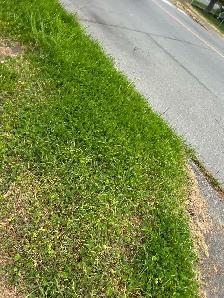 Help Needed Landscaping