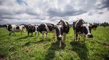 HATVIEW DAIRY FARM- Herdsperson/milker