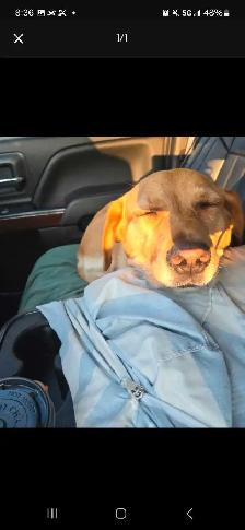 Dog Training and Walker  Brampton GTA North