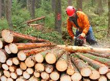 Forest Work