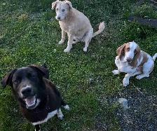 ~Dog sitting and Walking!~