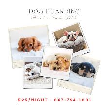 Brampton Dog Sitter and Trainer