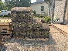 free sod