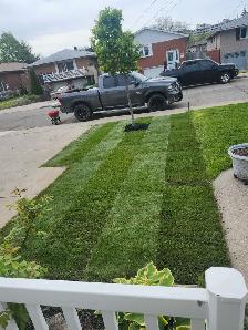 get your grass cut cheap