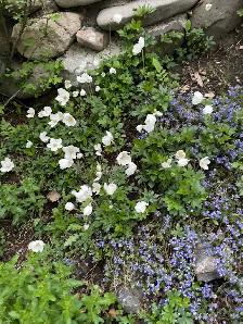 Help needed for around the house.