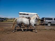 Wanted: part time summer help on acreage with horses