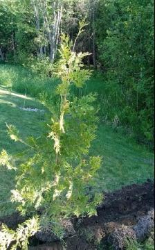 Cedar hedge