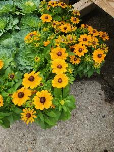 landscaping help wanted