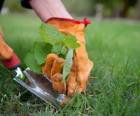 CASH LABOUR NEEDED TODAY JUNE 4 PLANTING AND GARDEN WORK TEXT