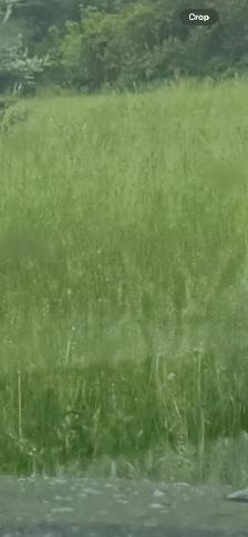 $120 House Cleaning and Grass cutting needed (own lawnmower)