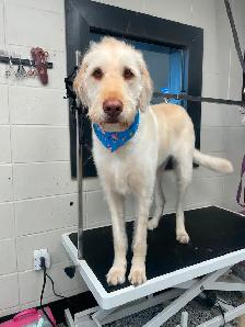 Full Time Professional Dog Groomer