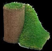 FRESH Kentucky Bluegrass Sod - 3036 Main Street