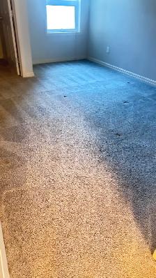 professional carpet cleaning