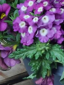 Affordable Gardening Help – $15/hr!