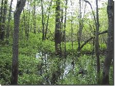 Aide recherchée pour travaux sur terrain humide à Lac-Brome