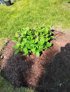 Gardener available great work at $20 hour