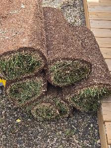 Kentucky Blue Grass Sod