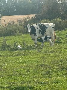 Looking for milking jobs or cash work