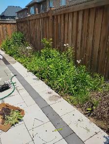 Gardener and lawncare $20 hour Great work for good price