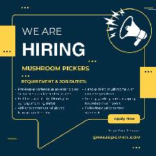 Hiring for Mushroom Pickers