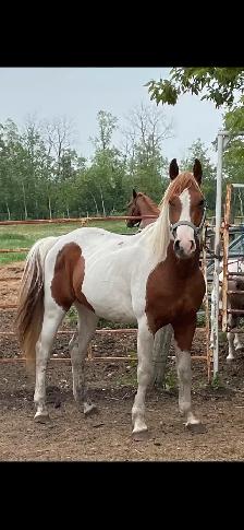 Grade project gelding