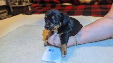 Dachshund Puppies