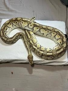 Proven Breeder Pastel Lesser Het Clown