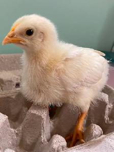 Chicks 3wks old