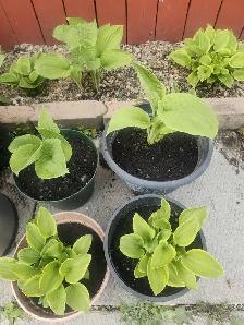 varieties of hosta, chick and hen ( perennials)