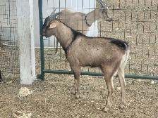 young bucks for sale
