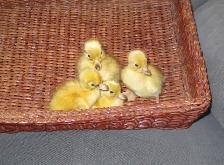 Snowy Call Ducklings