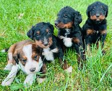 Tricolored Labrabernedoodles for sale - $800