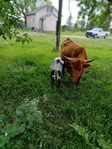 2 Highland cow/calf pairs