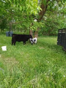 2 Galloway cow/calf pairs