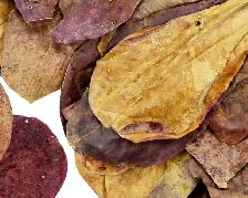 Terminalia catappa, Indian Almond leaves