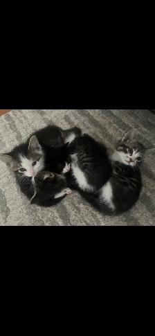 CUTE KITTENS FOR A GOOD HOME