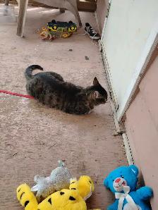 missing cat