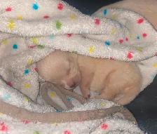 Pomchi puppies for sale!