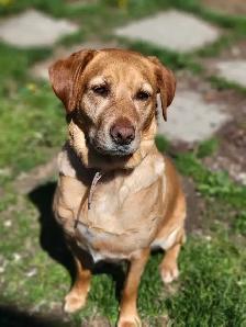 Dog Training and Walker  Brampton GTA North