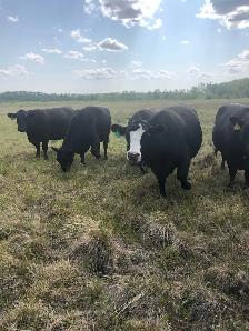 Fall calving cows