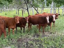 bred cows