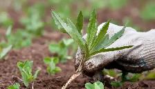 offering Weeding Services for garden beds, yards etc