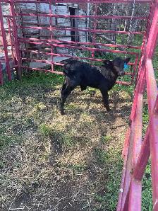 2 bottle calves for sale