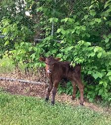For Sale Black Angus Calf
