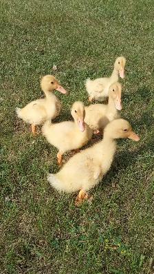 Pekin Ducklings