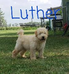 Soft Coated Wheaten Terriers for adoption