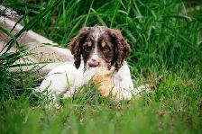 CKC Working Cocker Spaniel